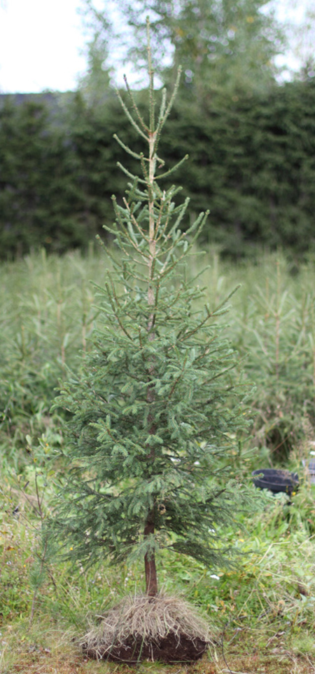 Kasvavia joulukuusia